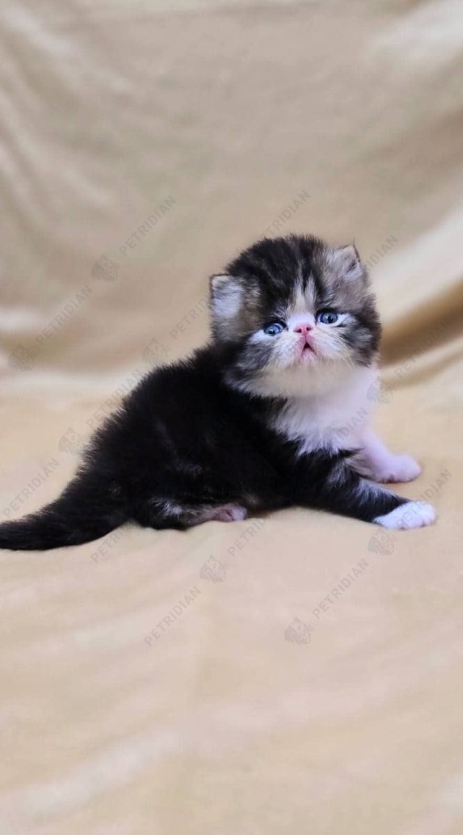 I want to sale my persian male kitten