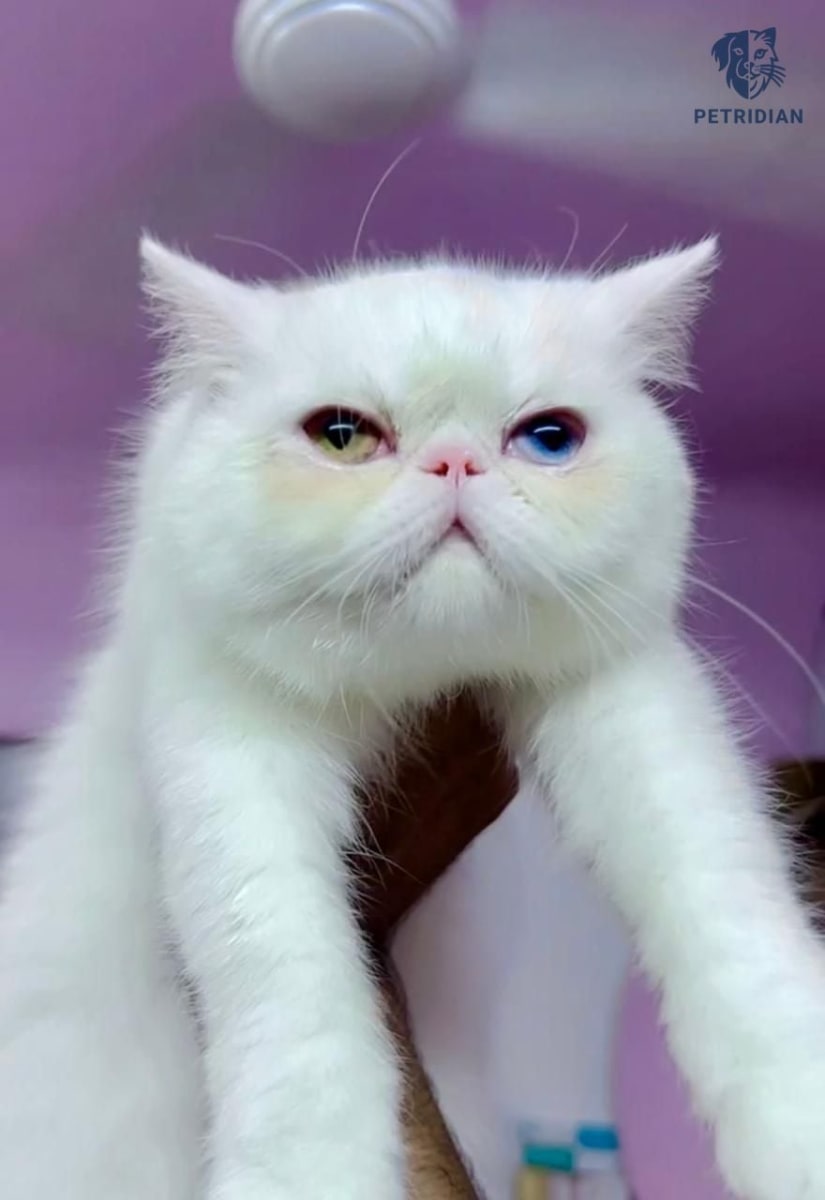 Beautiful Odd Eyes Exotic Short Hair Female