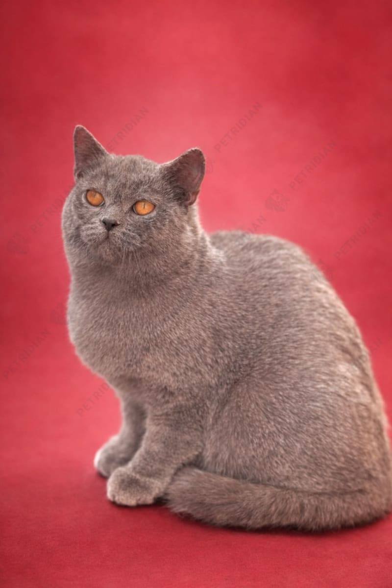 🌟 Meet – British Shorthair 🌟