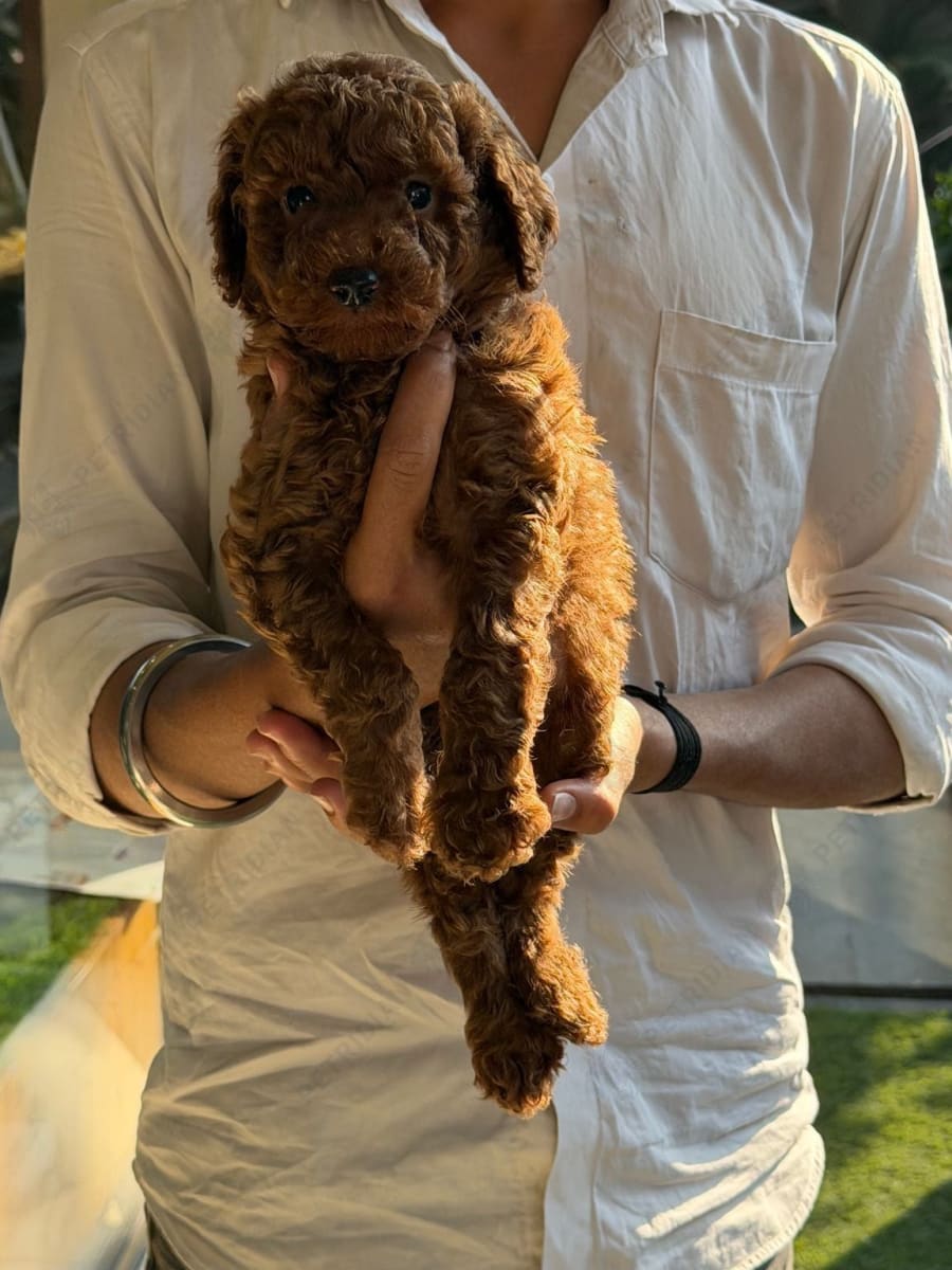 Toy poodle puppies at AMMUS PETS AND KENNELS