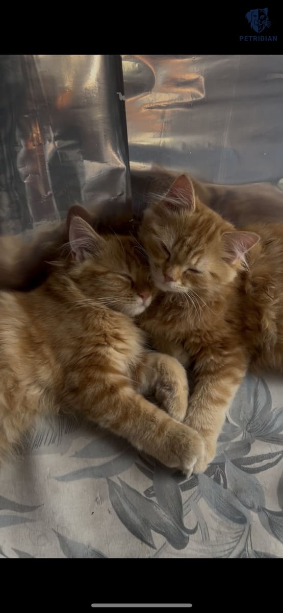 Ginger Persian Kittens