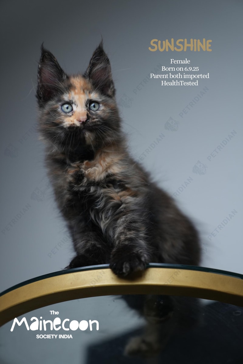 🌟 Meet Sunnshine – Maine Coon Female 🌟 
