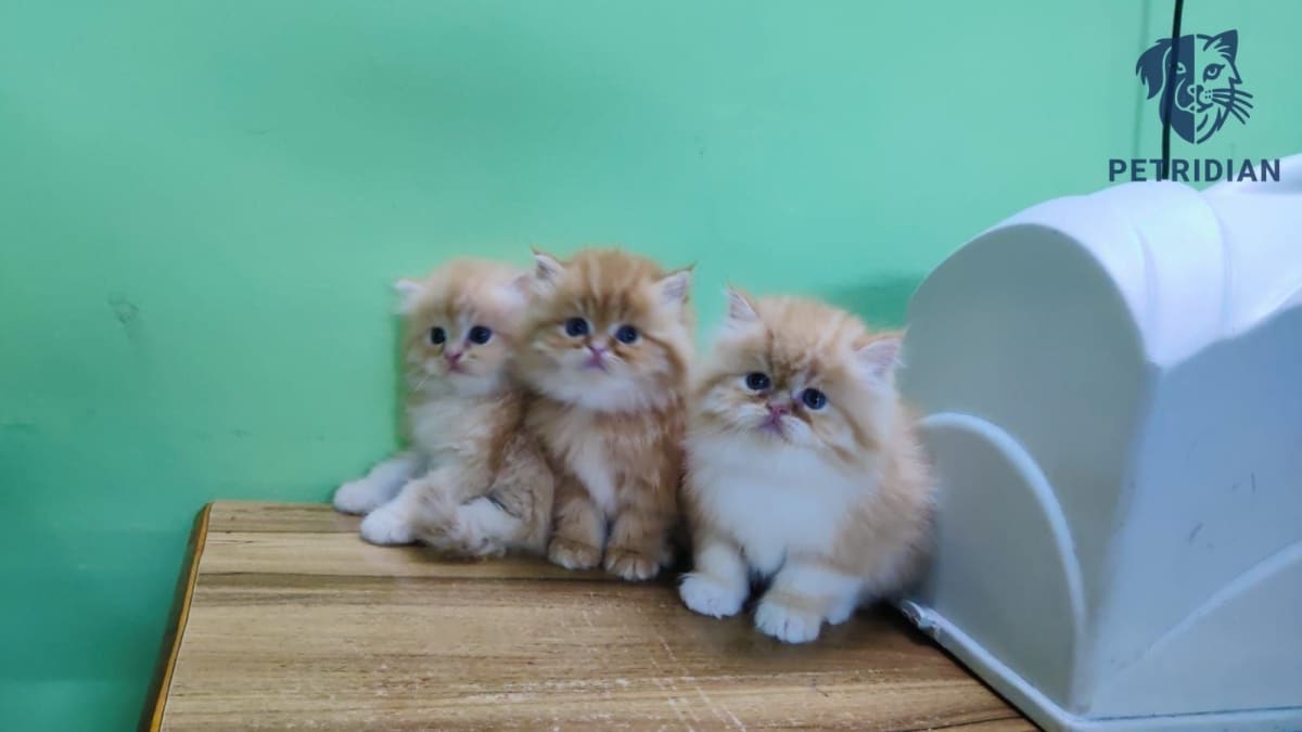 Persian Kitten's 