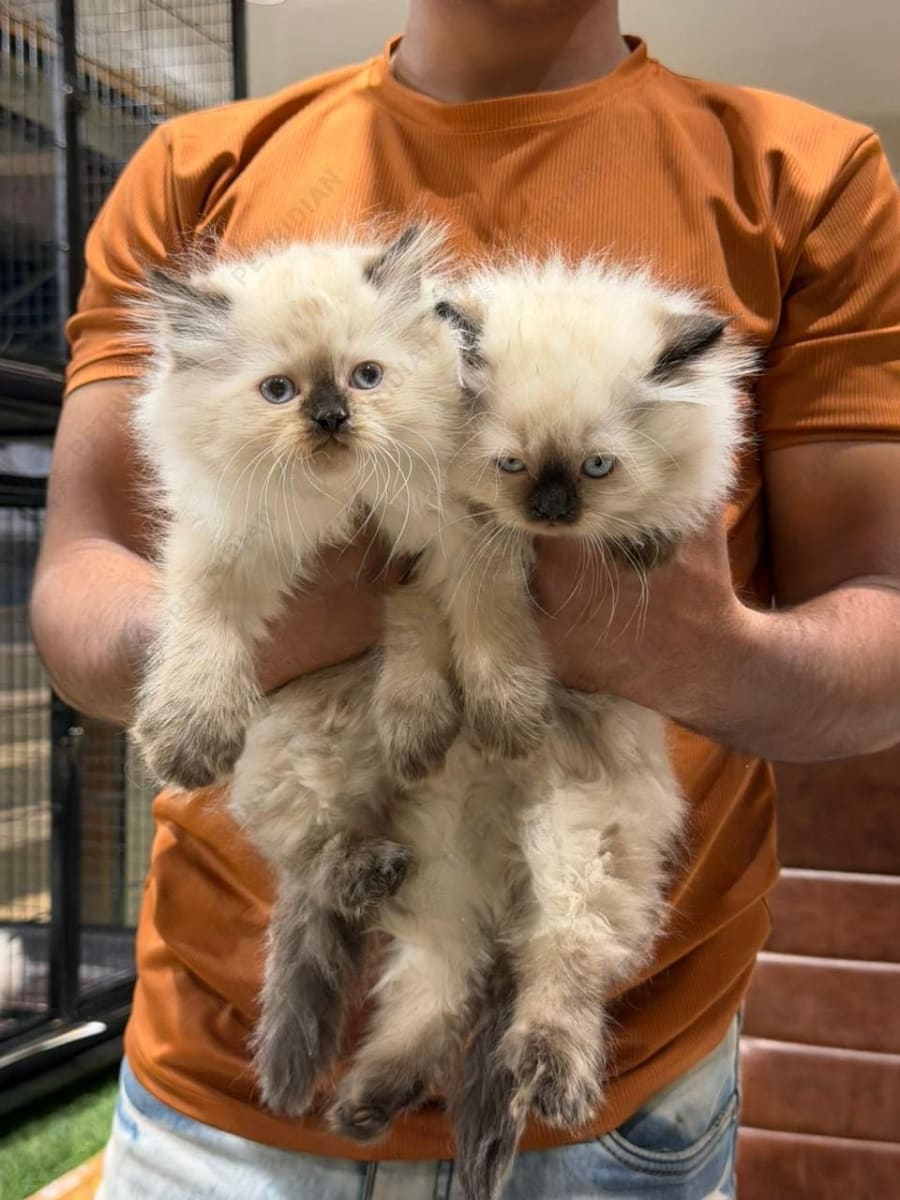 Beautiful Himalayan kitten pair