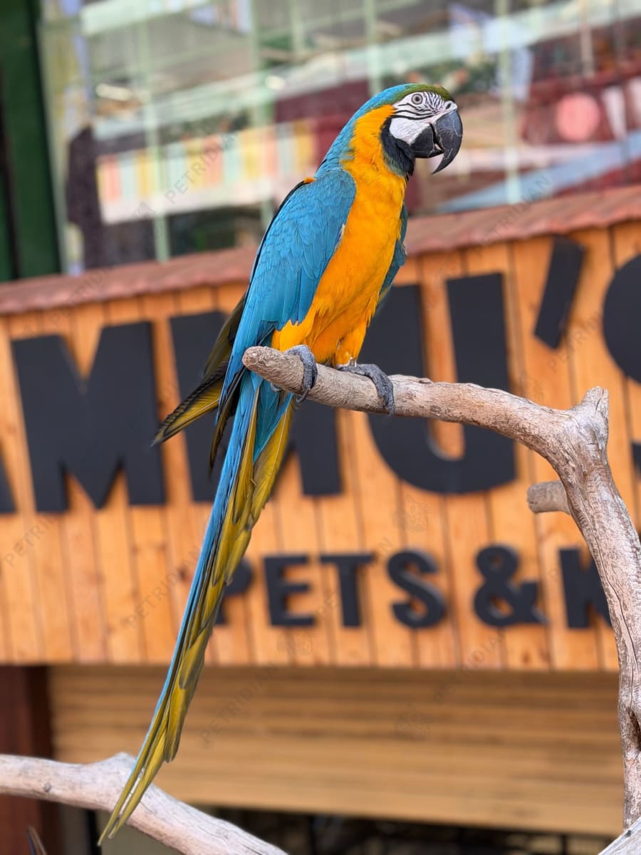 Exotic birds at AMMUS PETS AND KENNELS