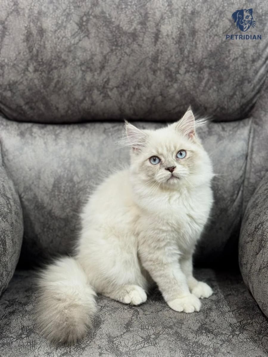 Beautiful Ragdoll pattern male kitten ava