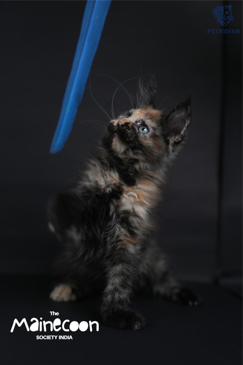 🌟 Meet Sunshine – Maine Coon Female 🌟 A gorgeous, healthy, and premium-quality Maine Coon kitten 