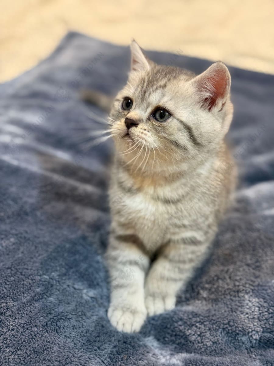 🌟 Meet – Silver Tabby British Shorthair Male 🌟