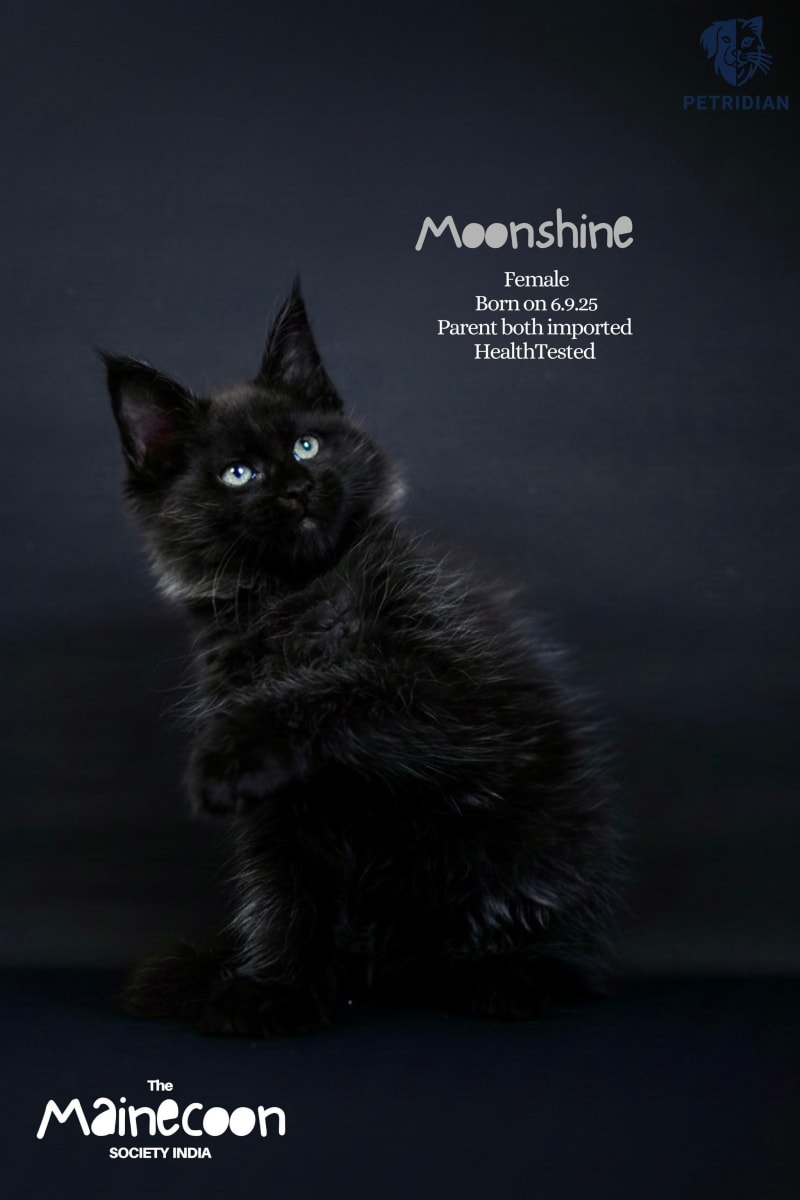 🌟 Meet Moonshine – Maine Coon Female 🌟  A gorgeous, healthy, and premium-quality Maine Coon kitten