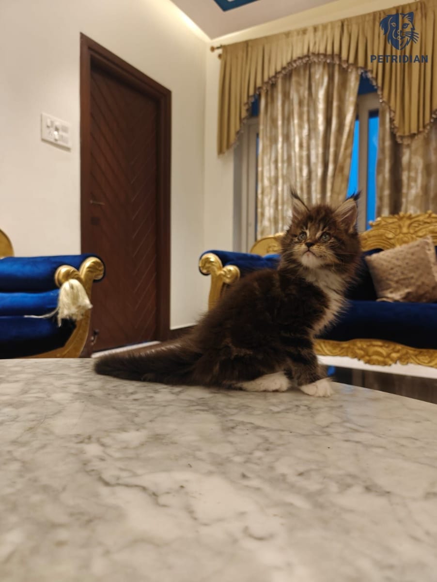 Maine Coon female kitten