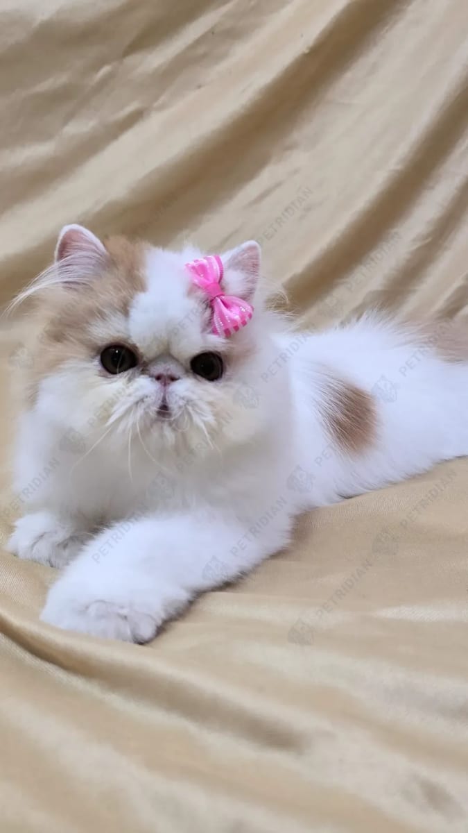 Beautiful girl NADIA red an white van 