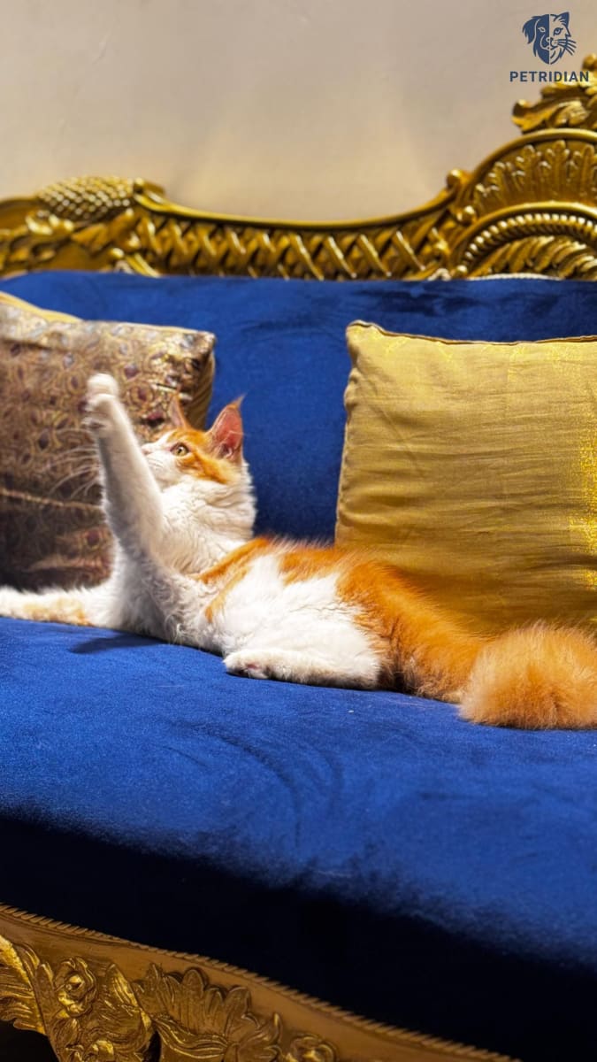 CFA MAINCOON MALE KITTEN