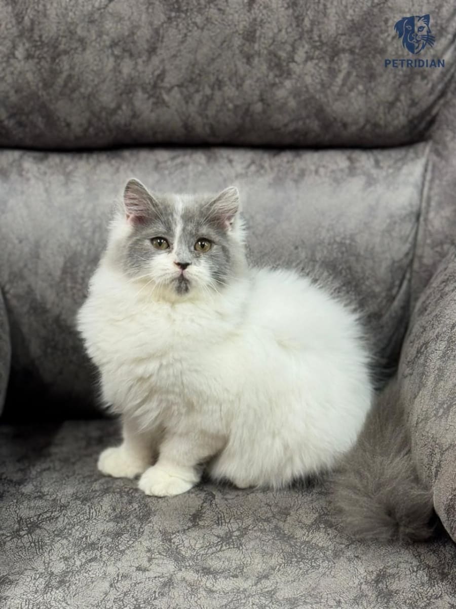 Traditional long hair female kitten